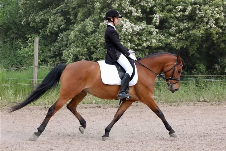 Hollandsk Sportspony Miss Charming - #1 3. udvidede klubstævne billede 1