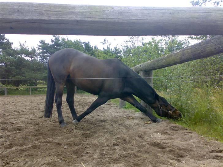 Trakehner Goldenas ( SOLGT)- R.I.P. - Maaaaaaddddd, jeg vil nå maden. billede 3