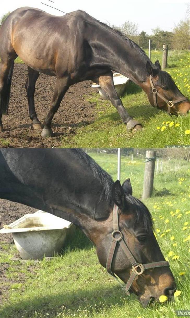 Trakehner Goldenas ( SOLGT)- R.I.P. - Foold <3  fotograf Line A billede 4