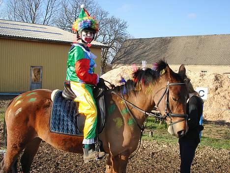 Hollandsk Sportspony Miss Charming - #4 Kostumespringning første gang - klovne billede 4