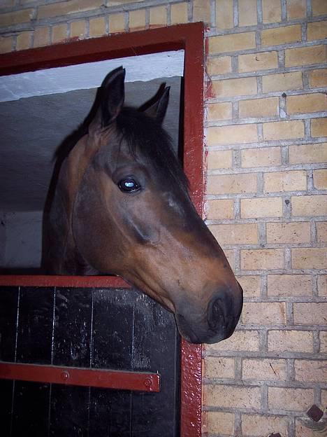 Trakehner Goldenas ( SOLGT)- R.I.P. - Boxens udsigt.. billede 6