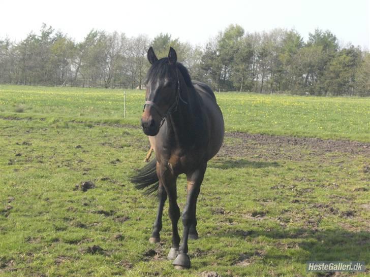 Trakehner Goldenas ( SOLGT)- R.I.P. - fotograf Line A billede 7