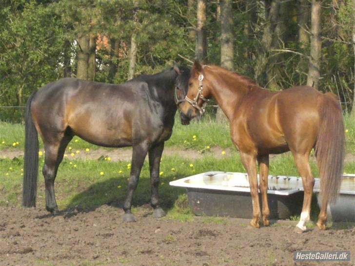 Trakehner Goldenas ( SOLGT)- R.I.P. - fotograf Line A billede 8
