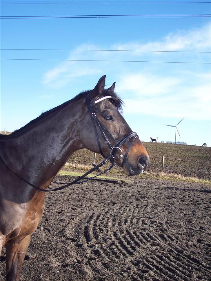 Trakehner Goldenas ( SOLGT)- R.I.P. - hoved billede, Febuar 09 billede 9