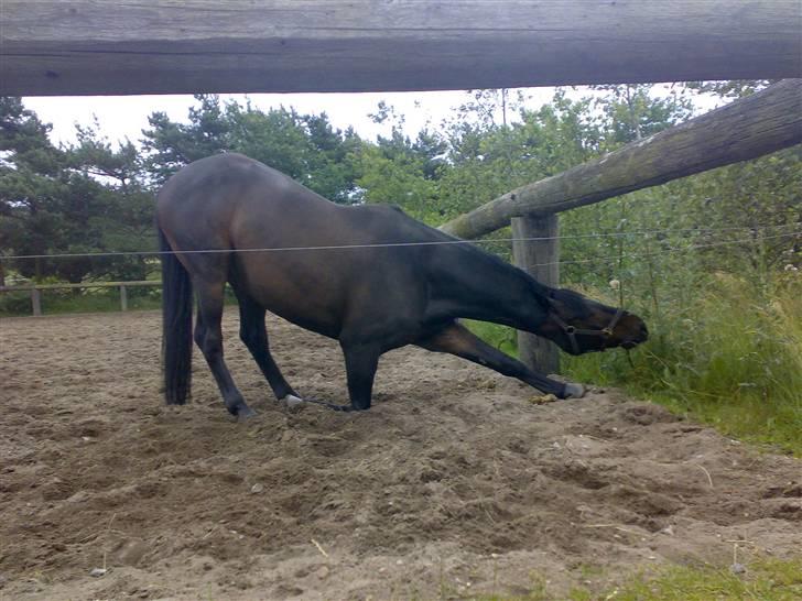 Trakehner Goldenas ( SOLGT)- R.I.P. - Maaaaaaddddd jeg vil nå det. billede 10