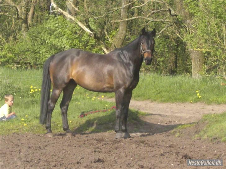 Trakehner Goldenas ( SOLGT)- R.I.P. - fotograf Line A billede 11