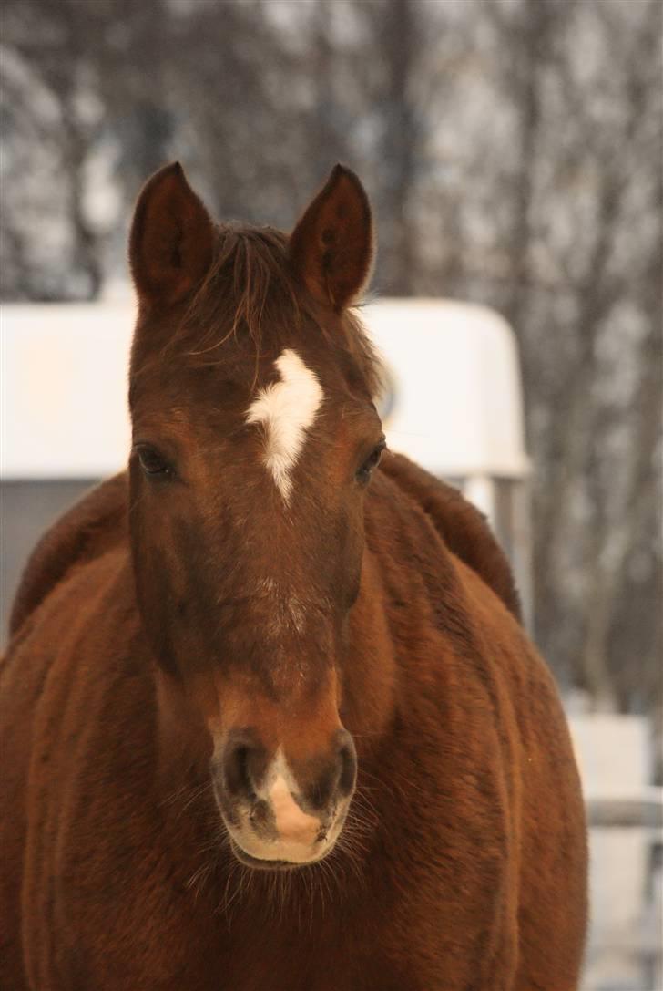 Anden særlig race Amanda - #11 - 25.01.10 - "If your horse says no, you either asked the wrong question, or asked the question wrong." billede 11