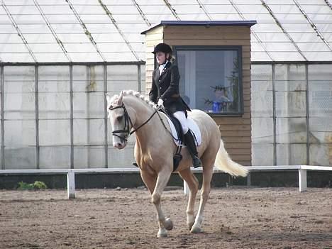 Anden særlig race Valdemar af Lillevang - Fynsmesterskab i Anderup (Junior) 16/9-06 LA3 Foto: Far :) billede 6