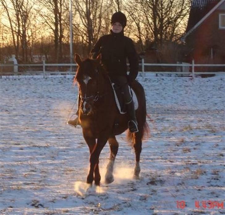 Anden særlig race Velour  - Velour &´ jeg i sneen, vinter-05 .  billede 16