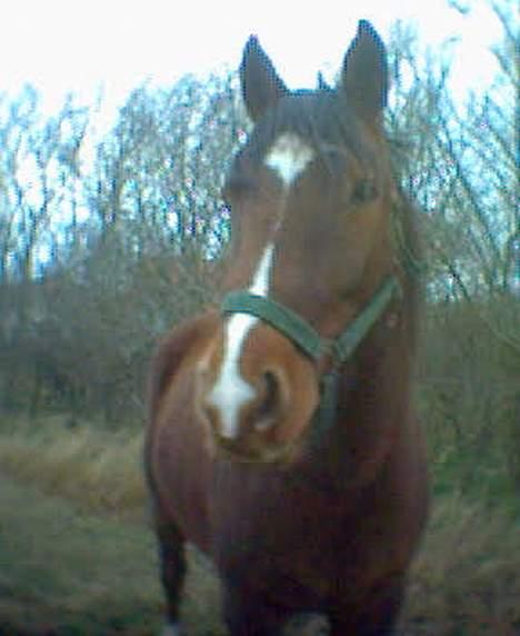 Anden særlig race Velour  - Velour på fold, febuar-05 taget med mobil  billede 18