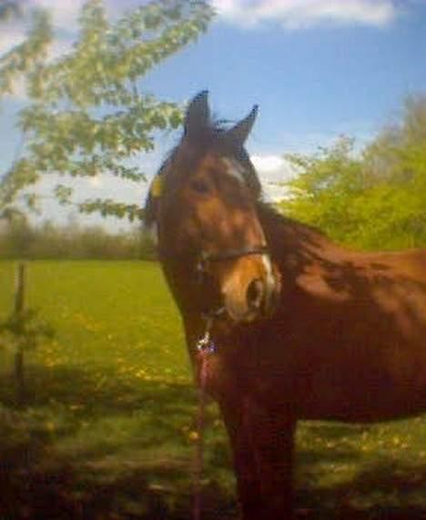 Anden særlig race Velour  - Velour igen på fold, vi hyggede s, og hun fik mælkebætter i manen, grimen og pandelokken .. <33 -taget Juli-05 billede 19