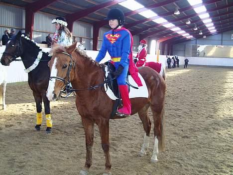 Anden særlig race Santos - Kostumespringning - Supermand på den røde hest . Lige redet fejlfrit ! Han elsker det billede 3