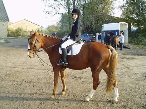 Anden særlig race Santos - Jeg gider ikk´ mer´ nu ! billede 4