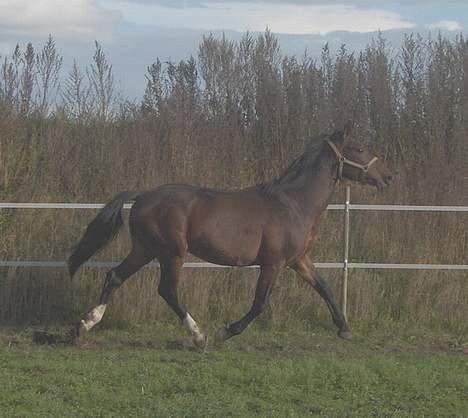 Anden særlig race Charming´s Filur billede 5