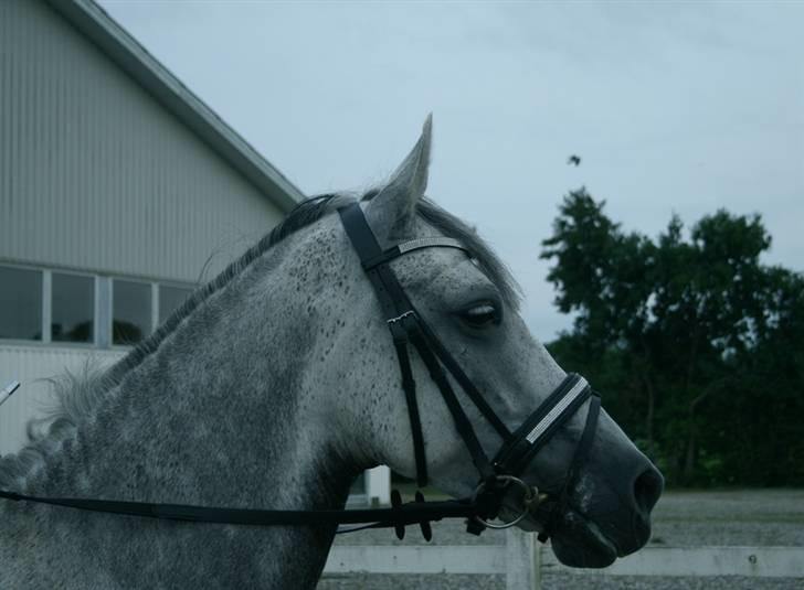 Anden særlig race Chanel <3 †Aflivet† - Hej! og velkommen til Chanel´s profil billede 1