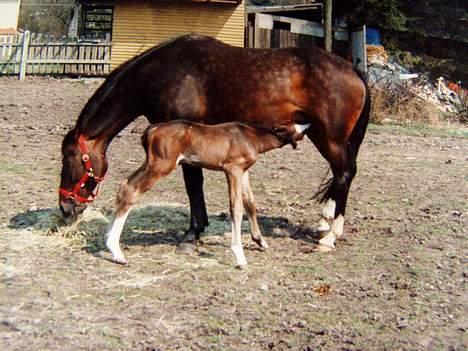 Dansk Varmblod † Sorina Frydendahl † - Følle bølle 1 dag gammel billede 2