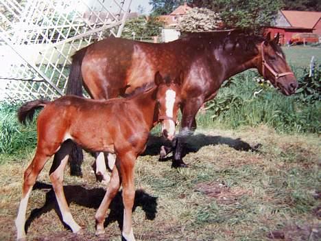 Dansk Varmblod † Sorina Frydendahl † - Mor og barn igen maj måned 1994 billede 4