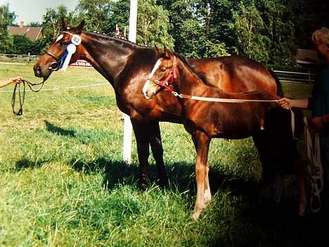 Dansk Varmblod † Sorina Frydendahl † - Til kåring  i Allerup 1994 billede 5