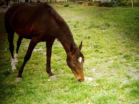 Dansk Varmblod † Sorina Frydendahl † - 2 år  billede 11