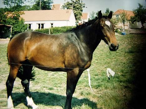 Dansk Varmblod † Sorina Frydendahl † - Lige fyldt 3 år billede 12