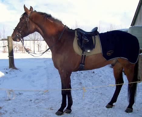 Anden særlig race Frits  - Klar til en ridetur i sneen :o) billede 15