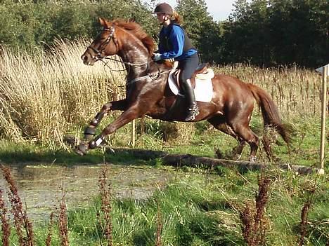 Dansk Varmblod Chassé Zai † - Military træning.. Rigtig fedt.. :o) billede 13