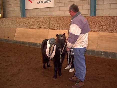 Shetlænder sorteper - hvorfor skal jeg nu også stå stille billede 2
