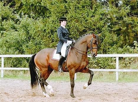 Dansk Varmblod Munkebjergs Faberge - Michellino faberges morfar billede 20