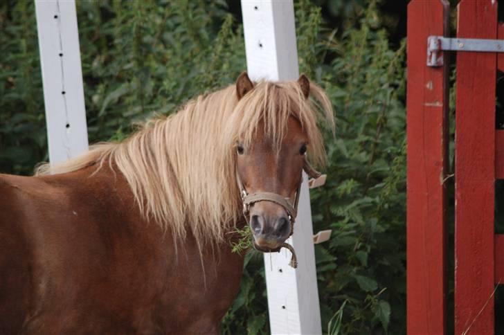 Shetlænder Prins - er det ikk et sødt hovede jeg har? billede 10