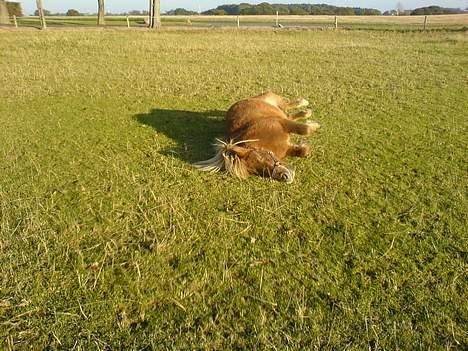 Shetlænder Prins - det er dejligt at rulle sig <3  billede 11