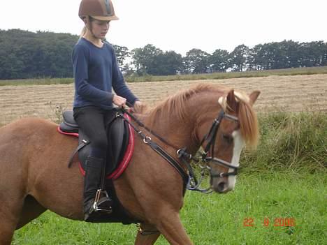 Anden særlig race Donna ¤solgt&savnet¤ - Donna i dressur billede 17