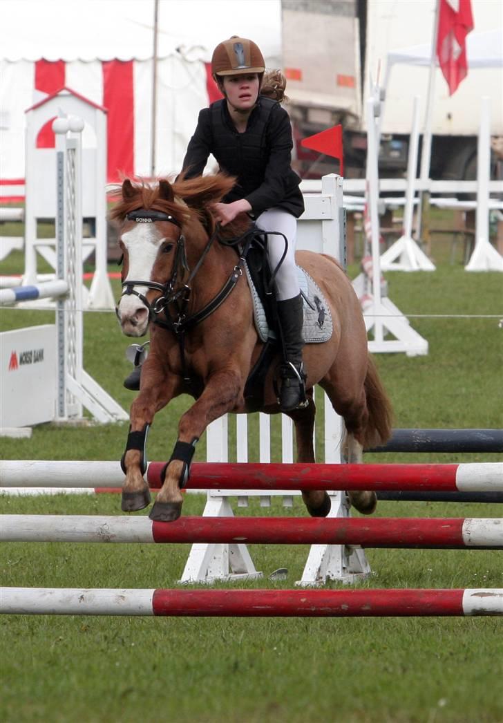 Anden særlig race Donna ¤solgt&savnet¤ -  Morsø-cup 08 billede 18