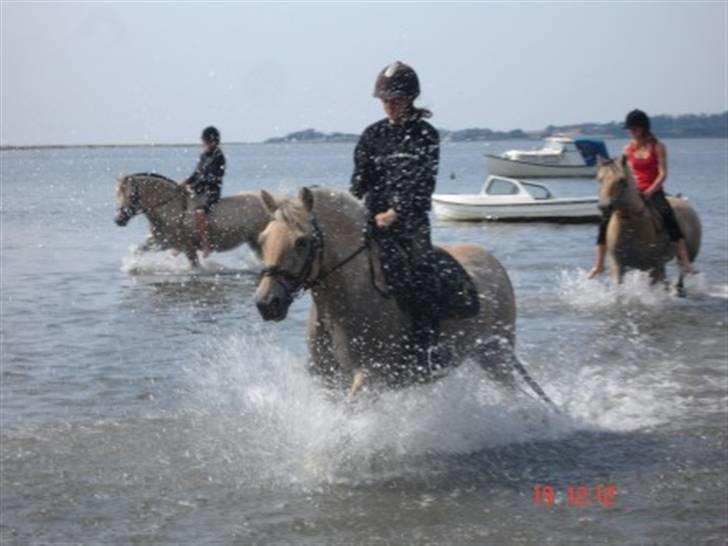 Fjordhest Iris - så her er vi ude og ride i vandet=) billede 1