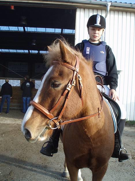 Anden særlig race Walker - VSR - Et lille hovedbillede efter springstævne billede 13