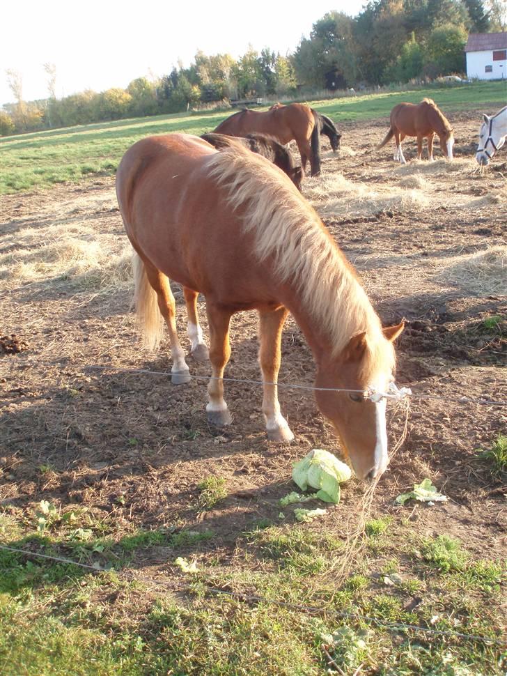 Anden særlig race Walker - VSR - Kan den mon spises??? billede 14