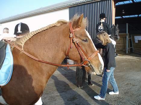 Anden særlig race Walker - VSR - Se den fine man!!! billede 15