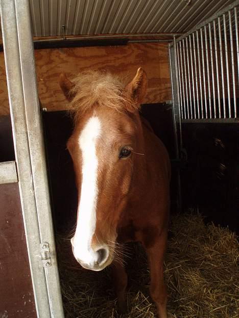 Anden særlig race Walker - VSR - Hov ... hvad sker der her??? :P billede 16