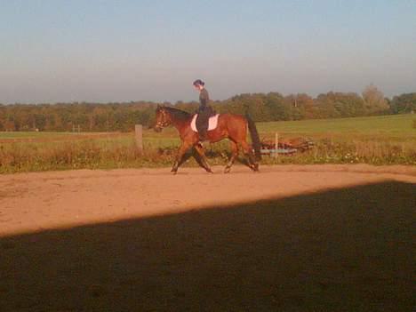 Traver Cerruti´s secret  r.i.p. - her hav´de jeg haft ham i knap en uge køn er han ikke lea der rider billede 17