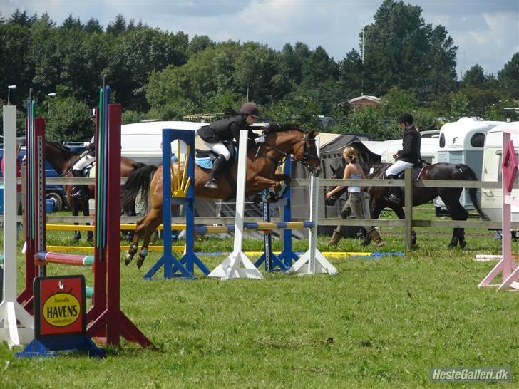 Appaloosa Rebel Bounty   . - taget af anne stougaard billede 16