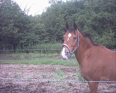 Appaloosa Rebel Bounty   . - hvad siger du.....  billede 17