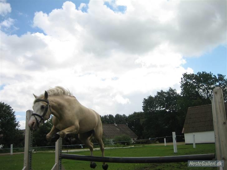 Anden særlig race Butterfly<3 billede 2