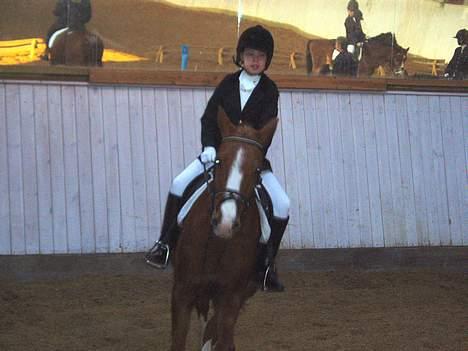 Anden særlig race Santos billede 5