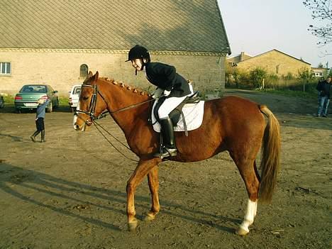 Anden særlig race Santos - Ej - Nu vil jeg altså ind og ha´ mad billede 6