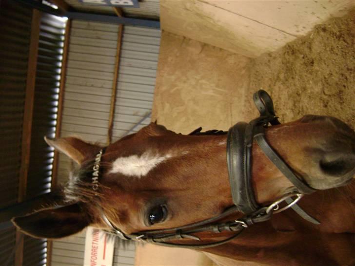 Anden særlig race Chagall [solgt] - min dejlige hest.....<33 foto: lillesøster billede 11
