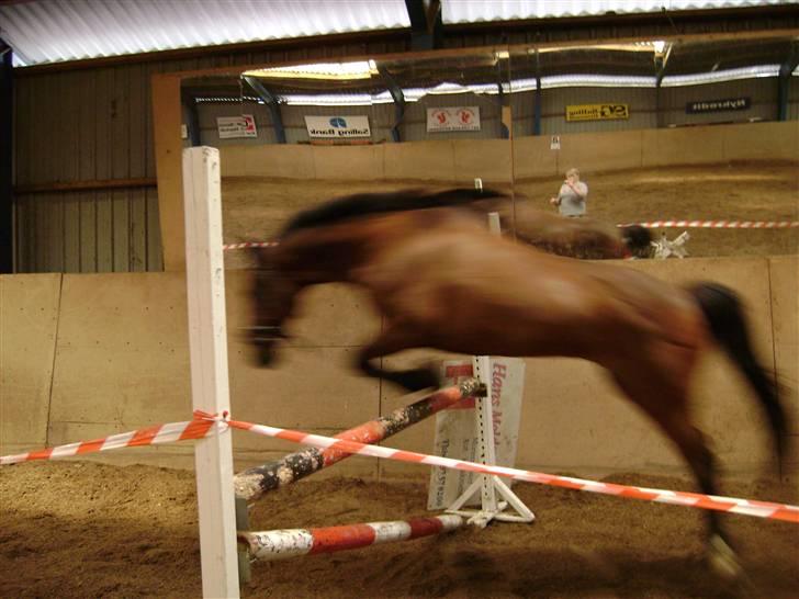 Anden særlig race Chagall [solgt] - løs spring 90 cm billede 13