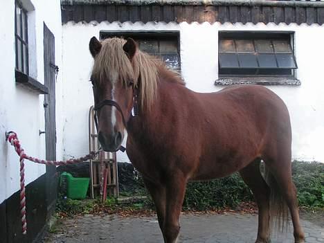 Islænder Logi ( Aflivet ) R.I.P - Ja her er jeg så ham den lækre...ss billede 1