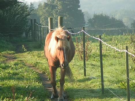 Islænder Logi ( Aflivet ) R.I.P - Hurra nu kommer min mor... billede 2