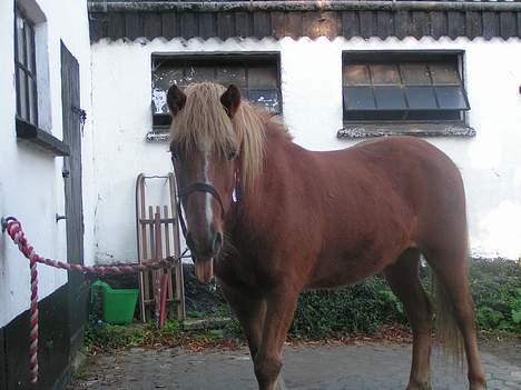 Islænder Logi ( Aflivet ) R.I.P - Ja lidt fræk må man vel være... billede 3