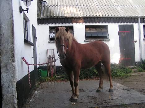 Islænder Logi ( Aflivet ) R.I.P - Ja her ser i mig så igen... billede 4