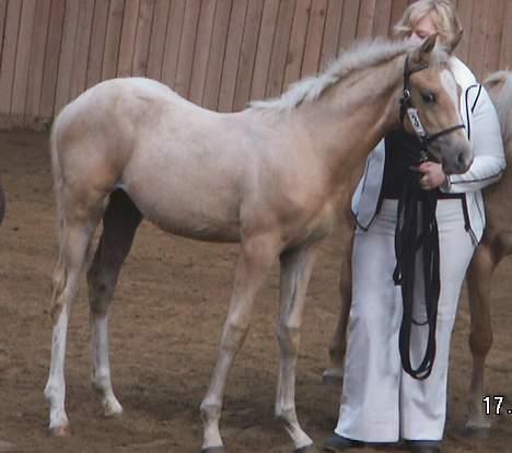 Palomino Lysgaards Diva billede 12